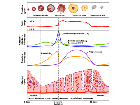激素之間的變化