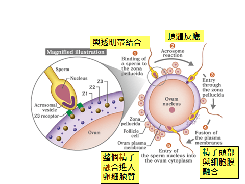 精卵結合.png