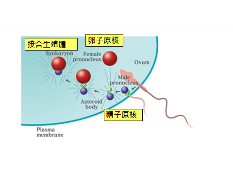 精卵結合過程.png