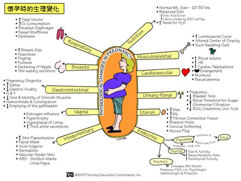 懷孕時的生理變化.png