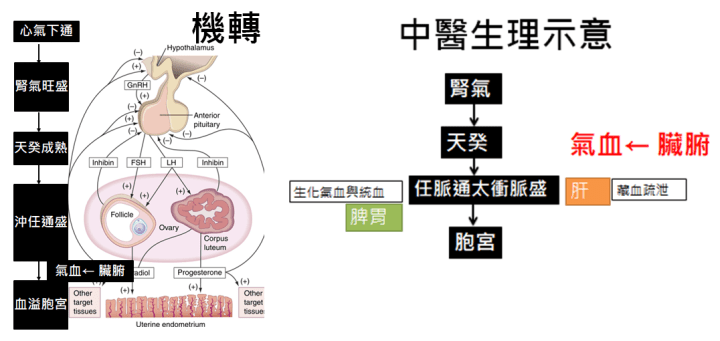 中醫生理.png