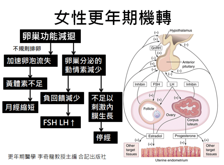 女性更年期機轉.png