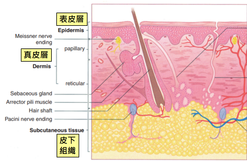 皮膚構造2.png