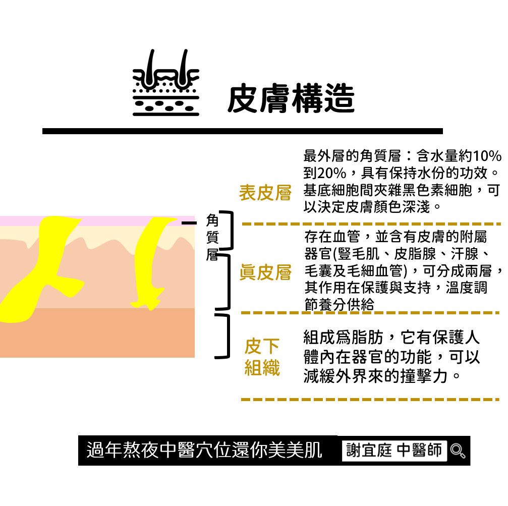 皮膚構造　謝宜庭中醫師