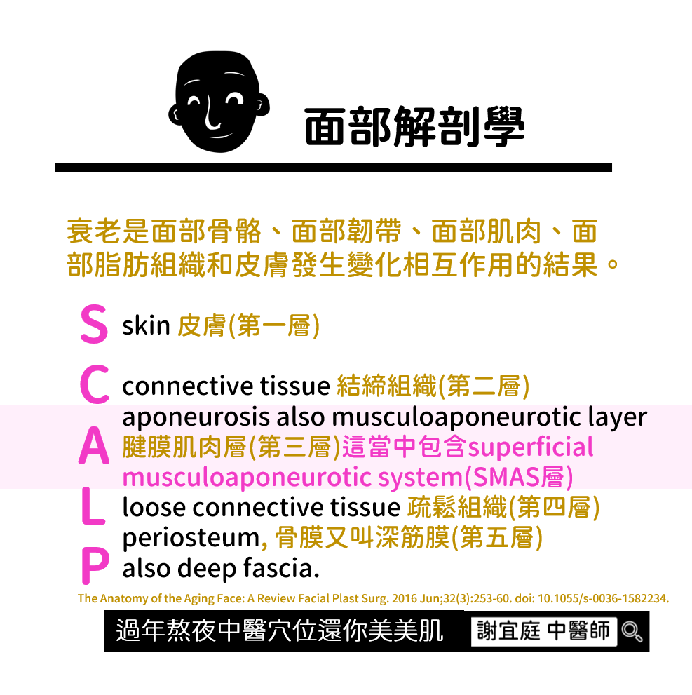 面部解剖學　謝宜庭中醫師